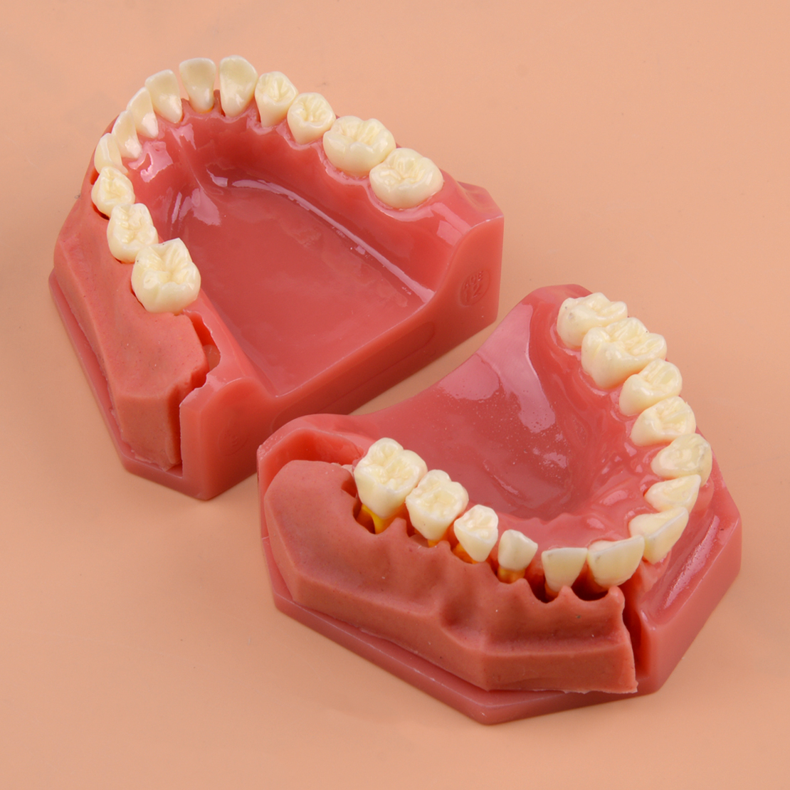 dental-deciduous-teeth-permanent-tooth-alternate-demonstration-teach